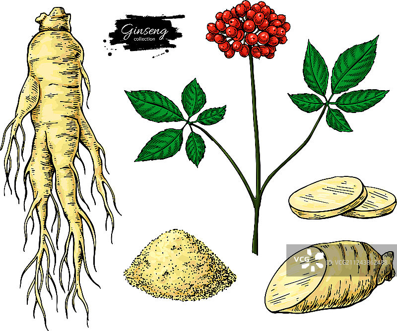 人参药用植物素描图片素材