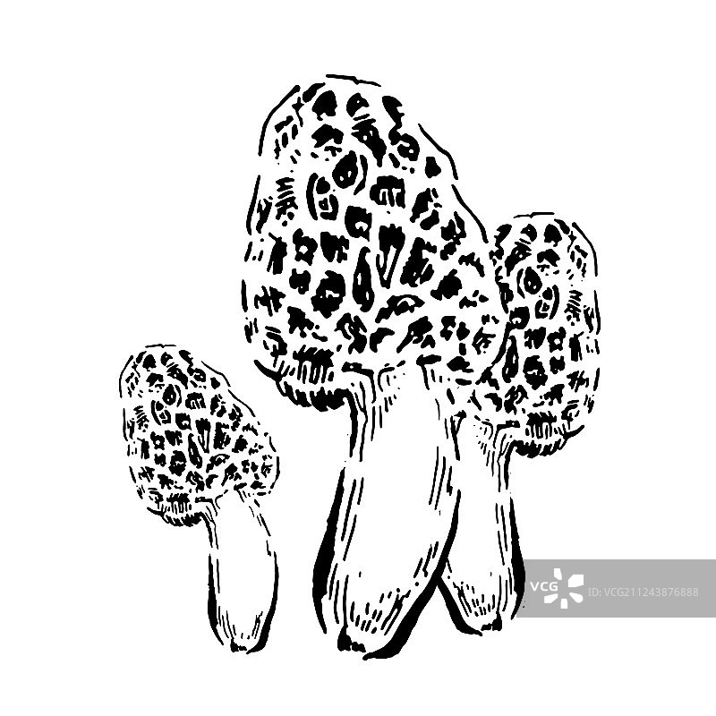 手绘复古羊肚菌图片素材