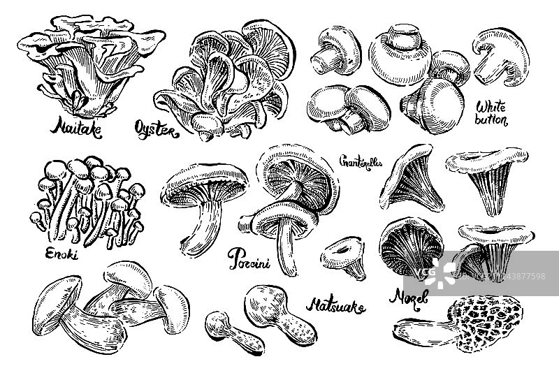 蘑菇：白蘑菇、羊肚菌、香菇图片素材