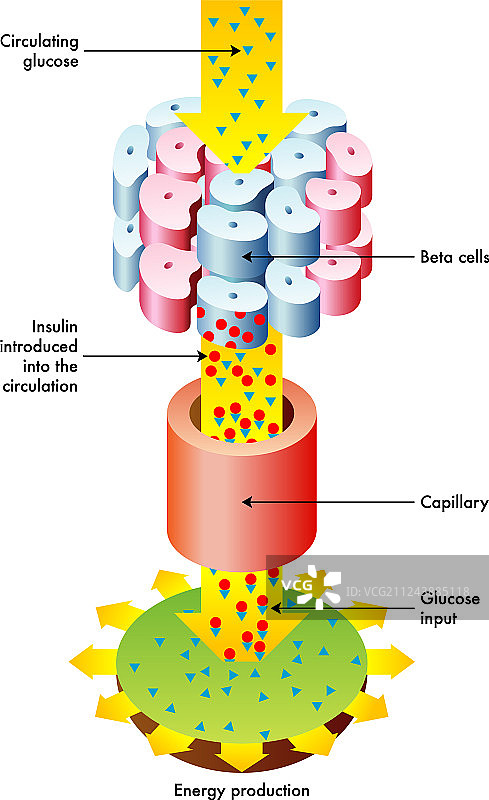 胰岛素的功能图片素材