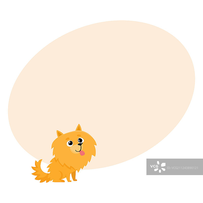 可爱的小长毛博美犬图片素材