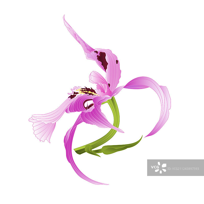 紫色斑点石斛兰图片素材