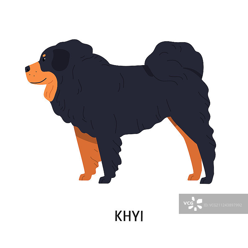 藏獒或粗毛牧羊犬图片素材