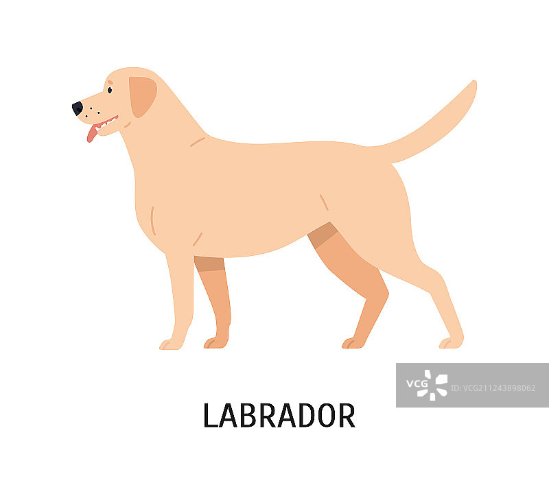 有趣的拉布拉多寻回猎犬图片素材