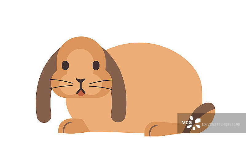 有趣的家养垂耳兔图片素材