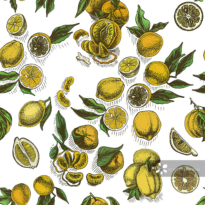 水果柑橘背景素描 - 佛手柑图片素材