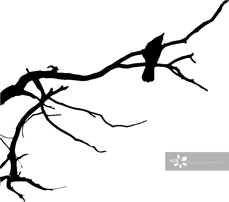 树枝上的乌鸦图片素材