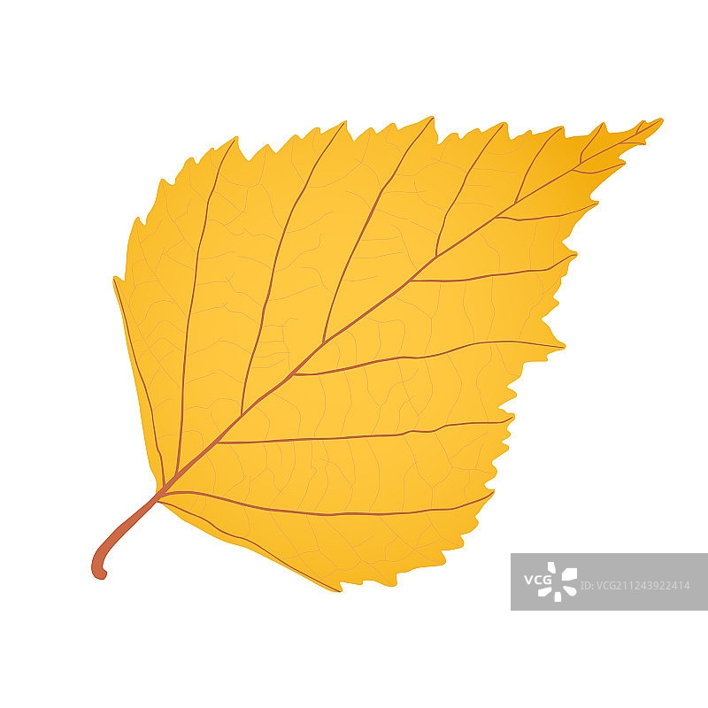 金色桦树叶秋季象征图片素材