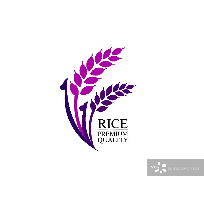 优质紫米设计理念图片素材