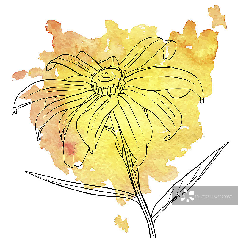 雏菊花朵图片素材