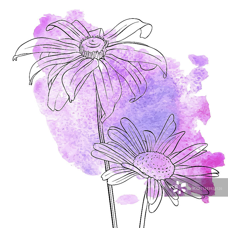 雏菊花朵图片素材