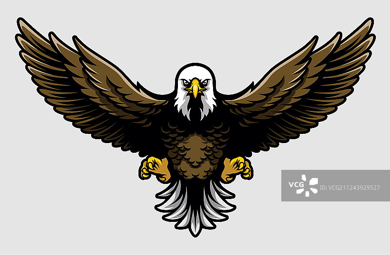 展开翅膀和爪子的美洲秃鹰图片素材