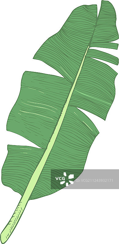 单片香蕉叶图片素材