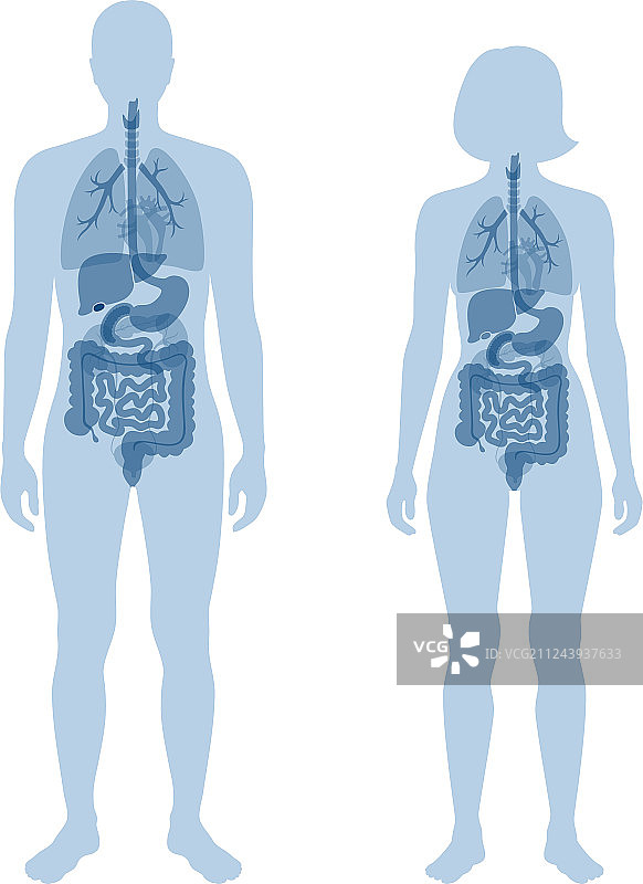 人体内部器官图片素材