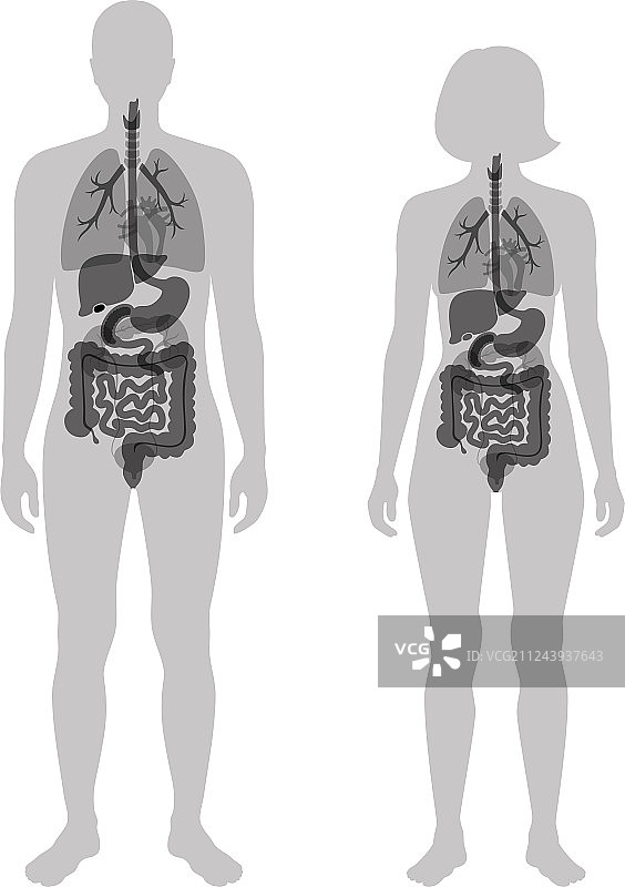 人体内部器官图片素材