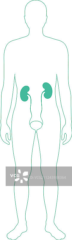 肾脏图片素材