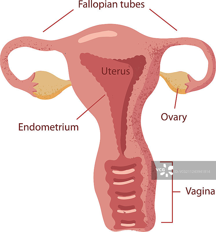 手绘女性生殖系统解剖图图片素材