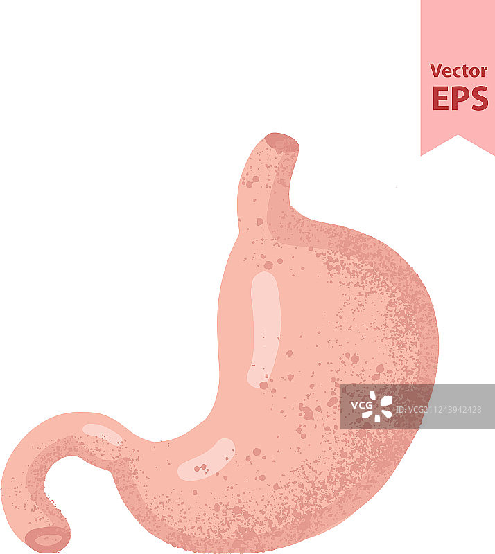 人的胃部解剖结构图片素材