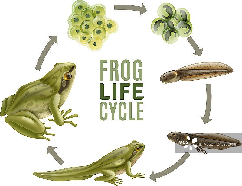 青蛙的生命周期图片素材