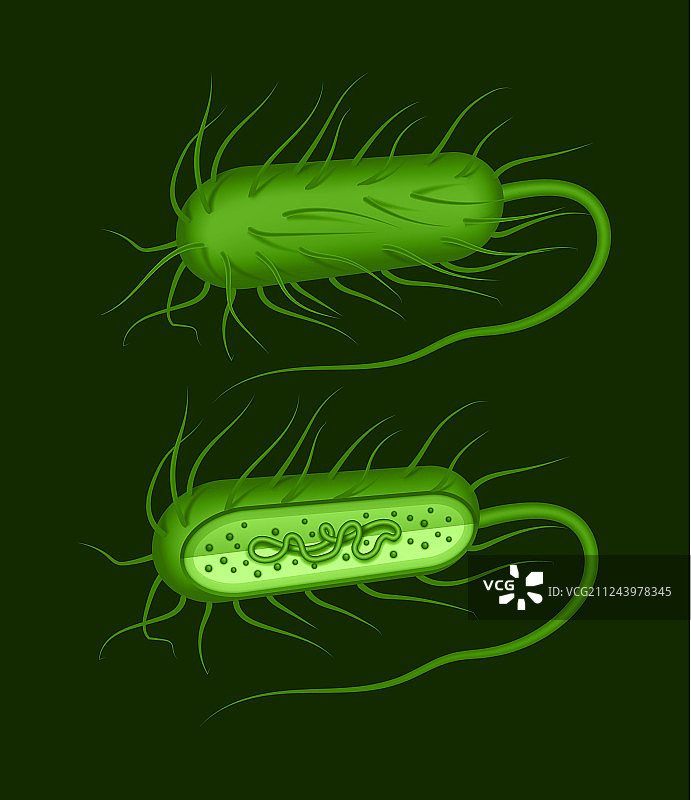绿色杆状芽孢杆菌图片素材