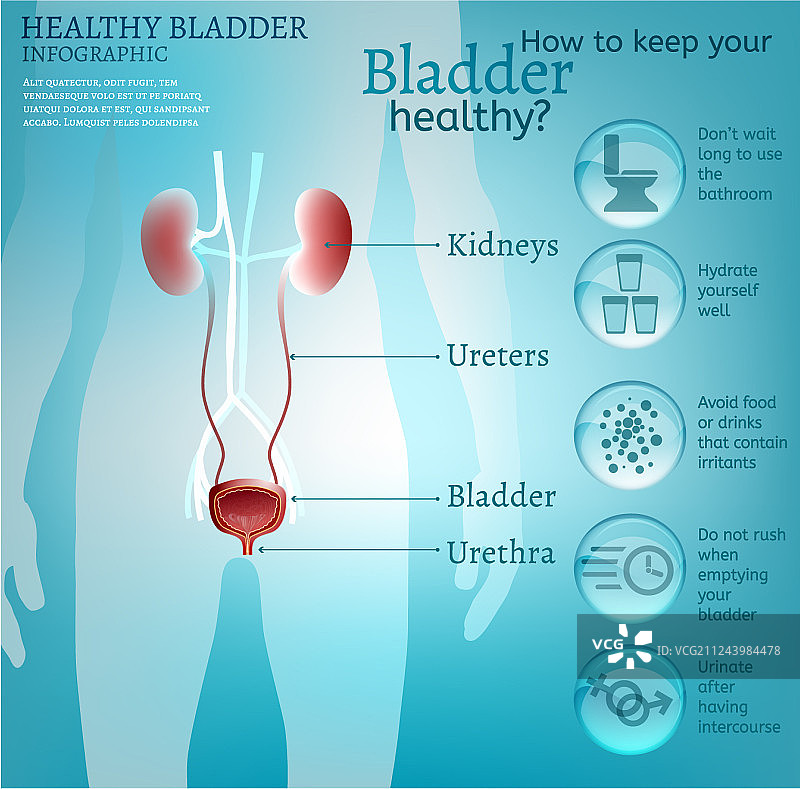 健康的膀胱信息图图片素材