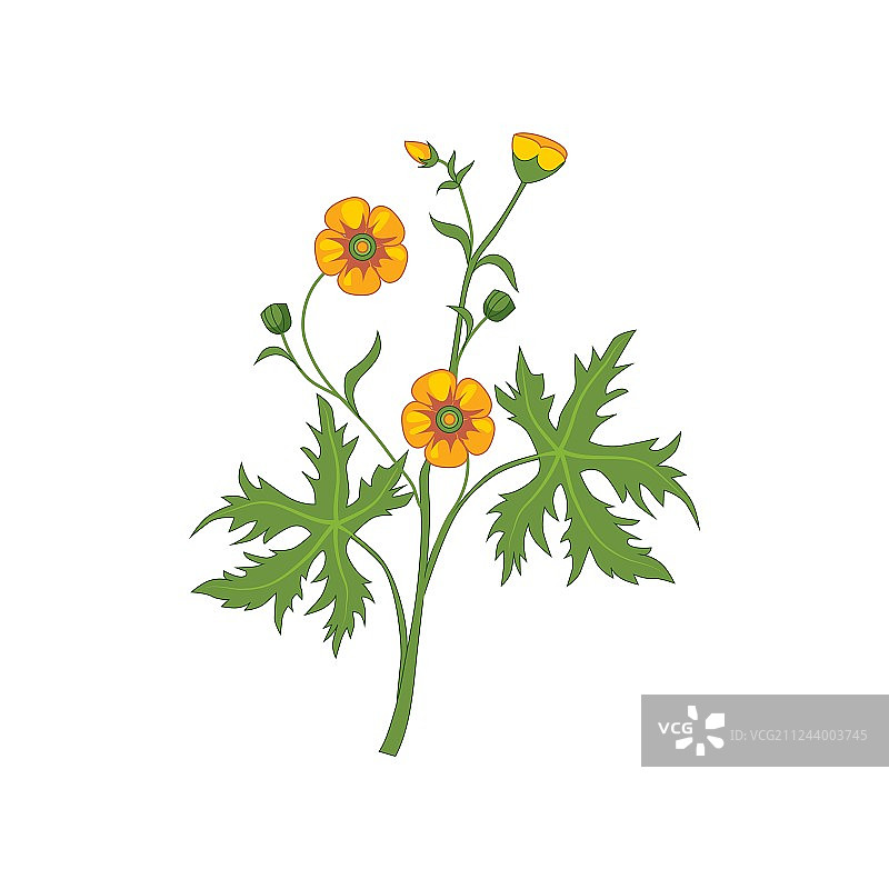 手绘精细毛茛野花图片素材