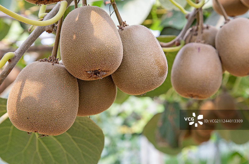 红心猕猴桃图片素材