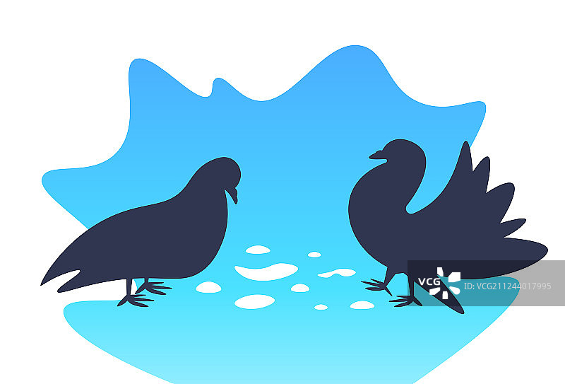 两只滑稽的鸽子在行走和吃谷物图片素材