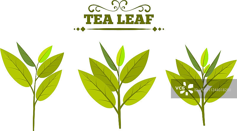 白色背景上的绿茶叶素材图片素材