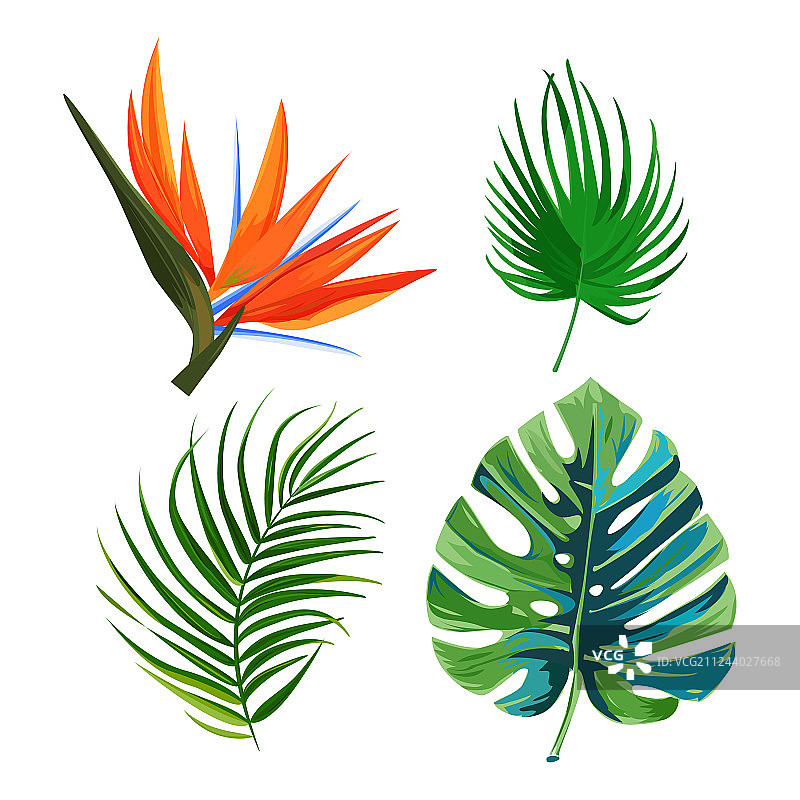 棕榈叶天堂鸟图片素材