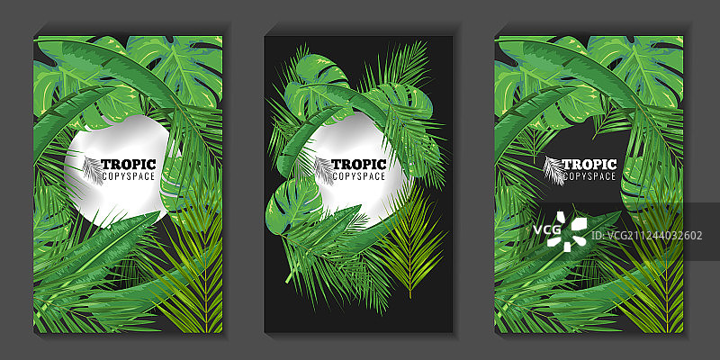 热带树叶和圆形留白背景图片素材