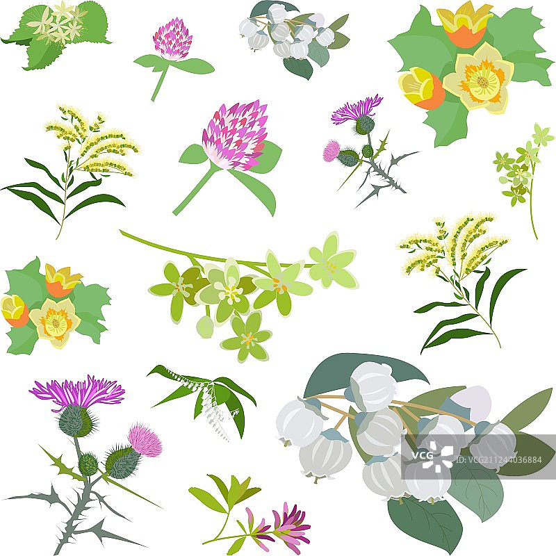 蜂蜜植物套装图片素材