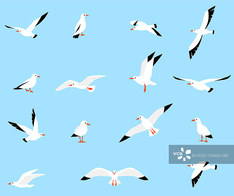 美丽的海鸥合集图片素材