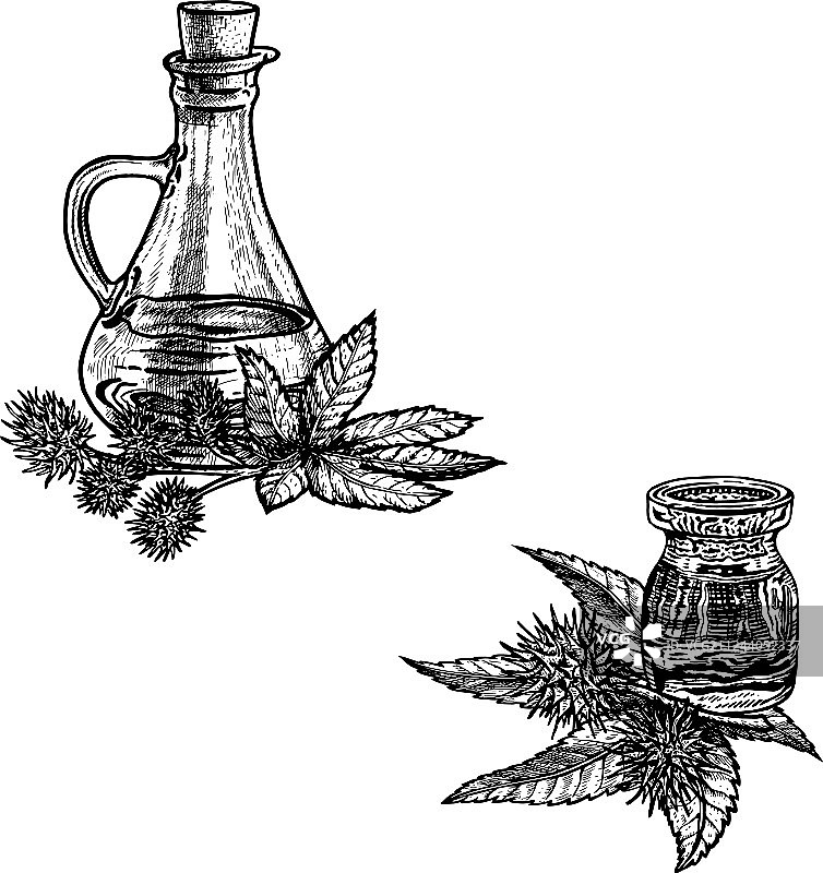 蓖麻油植物手绘草图图片素材