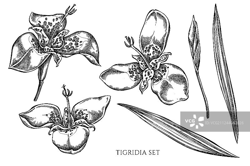 手绘黑白图案合集图片素材