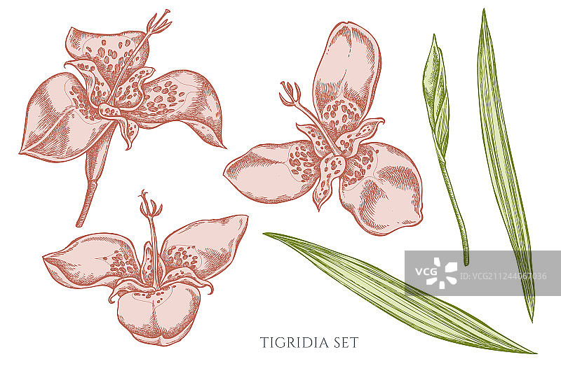 手绘柔和色调虎皮百合合集图片素材