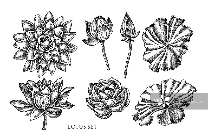 手绘黑白图案合集图片素材