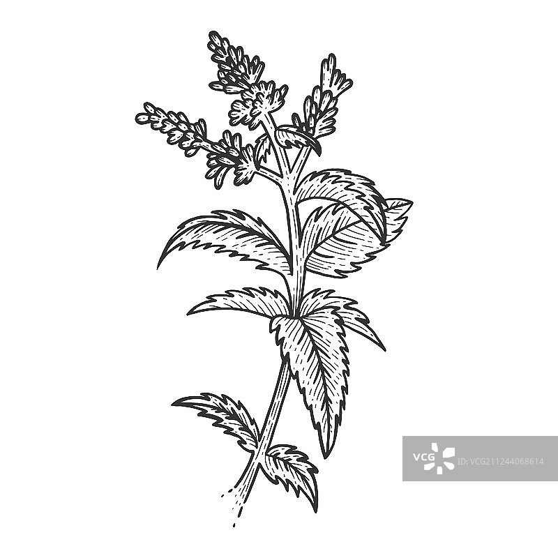 薄荷植物素描雕刻图片素材