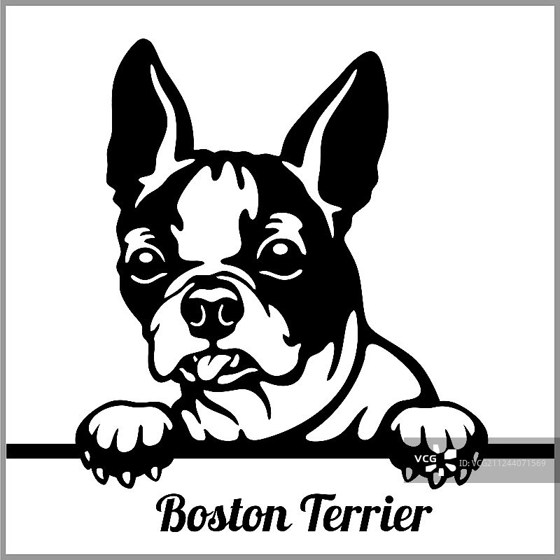 波士顿梗犬-偷看的狗-品种面部头像图片素材