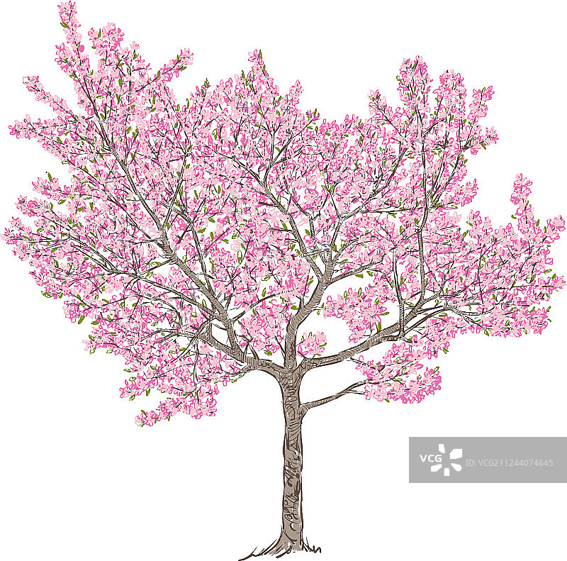 盛开的樱桃树图片素材