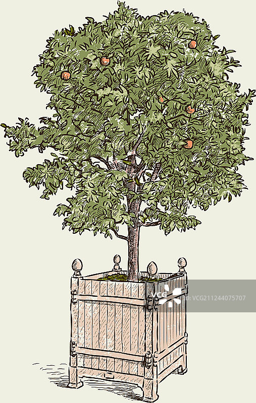 花盆里的橙子树图片素材