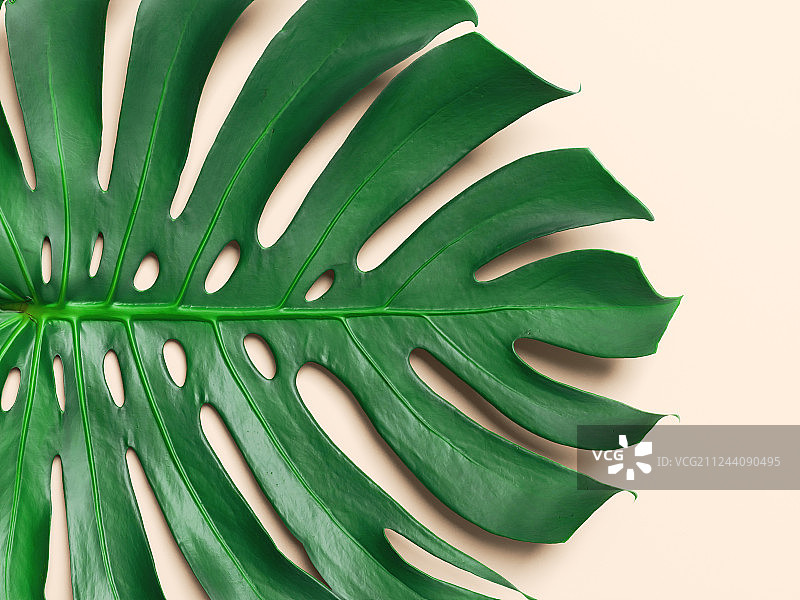 热带绿色的棕榈叶摆放在浅黄色的背景下图片素材