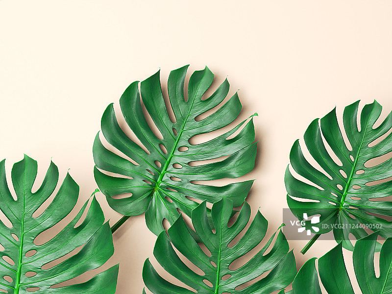 热带绿色的棕榈叶摆放在浅黄色的背景下图片素材