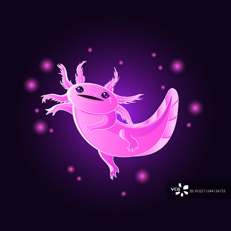 可爱的发光粉色墨西哥钝口螈图片素材