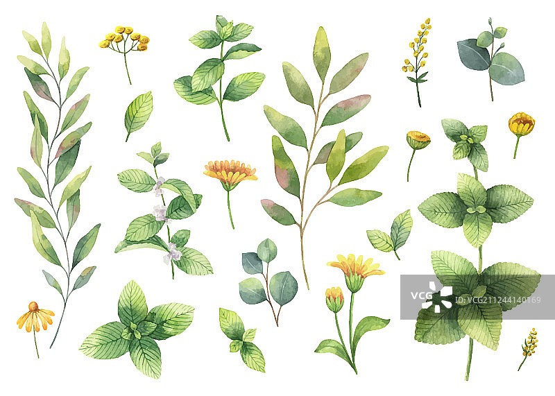 水彩手绘花卉套装图片素材