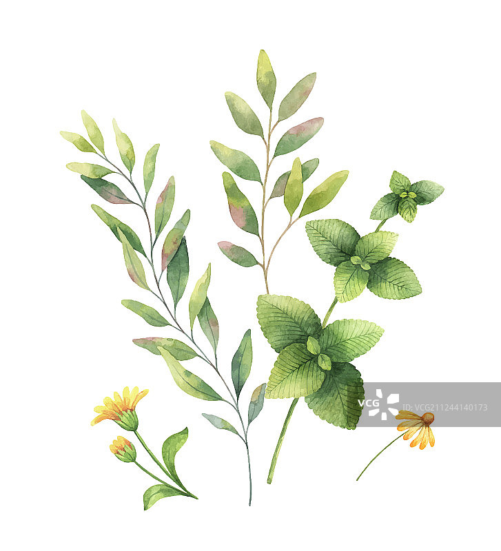 水彩手绘花卉套装图片素材