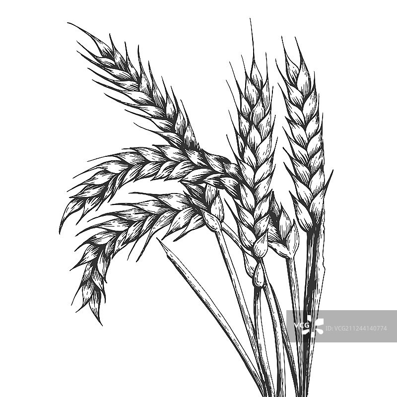 麦穗雕刻图案图片素材