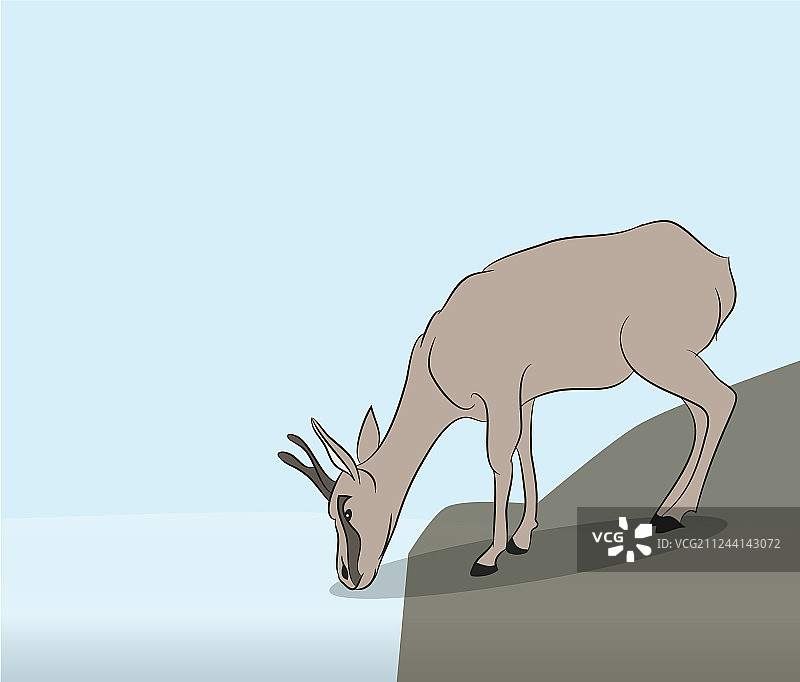 水坑边的瞪羚图片素材