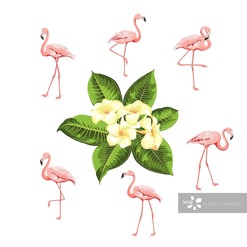 粉色热带鸟类和花卉合集图片素材