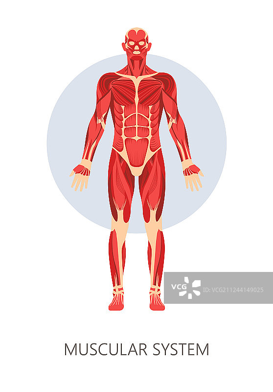 孤立人体解剖的肌肉系统图片素材